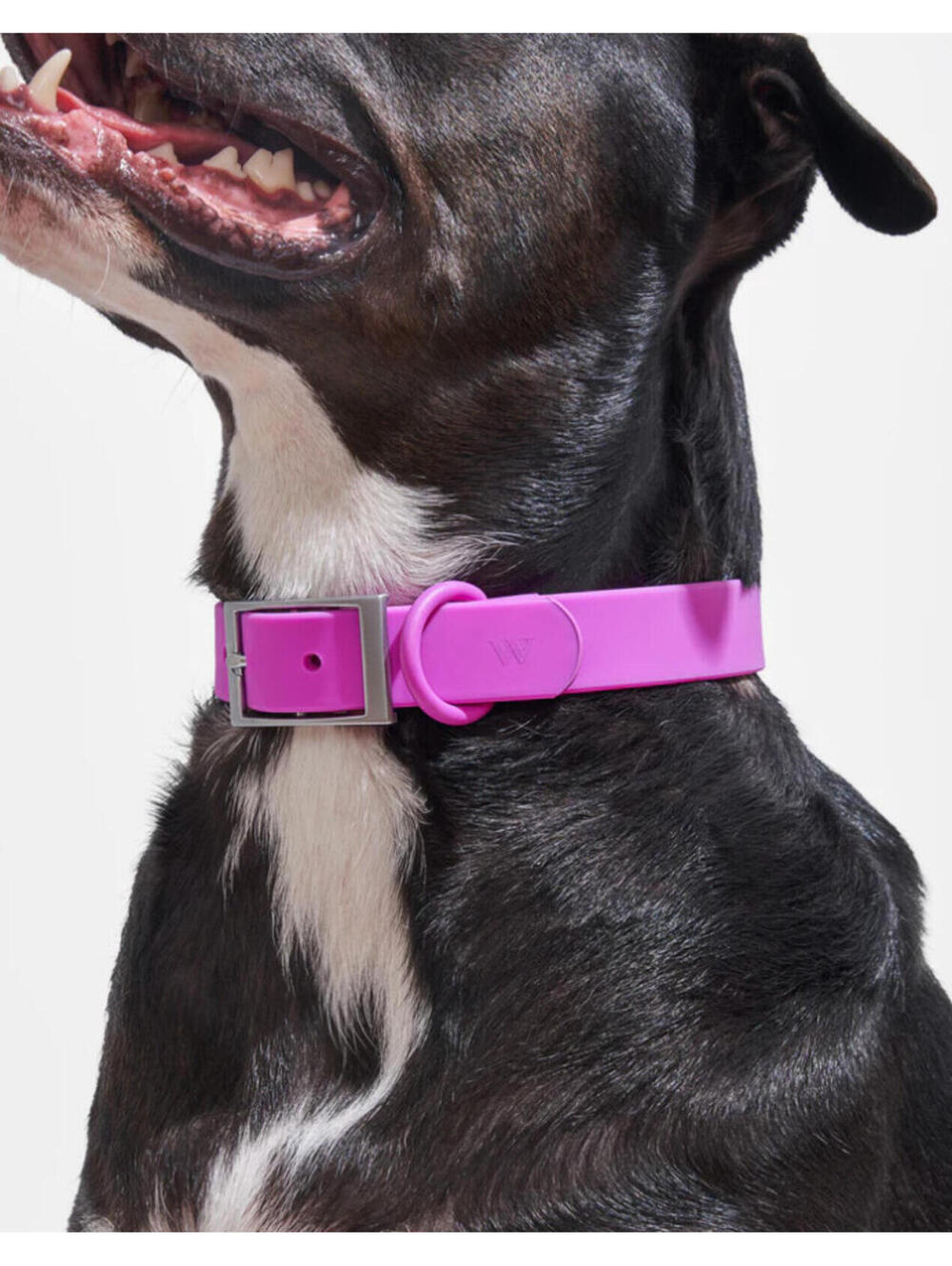 (RGB3) Wild One Large Dog Collar Orchid Purple Water Resistant Easy Clean Wash